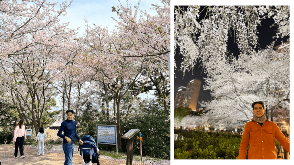 sakura pink cherry blossom flowers jeju island dodubong south korea nicolas thanh father with baby stroller blue outfit